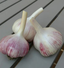 Load image into Gallery viewer, XXX SOLD OUT CHRYSALIS PURPLE HARDNECK PLANTING GARLIC