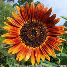 Load image into Gallery viewer, Sunflower Seeds, Autumn Beauty