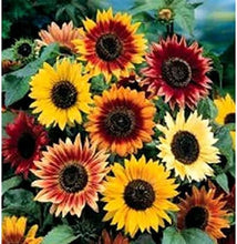 Load image into Gallery viewer, Sunflower Seeds, Autumn Beauty