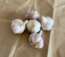 Load image into Gallery viewer, XXX SOLD OUT CHRYSALIS PURPLE HARDNECK PLANTING GARLIC