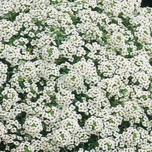 Load image into Gallery viewer, Alyssum, Carpet of Snow