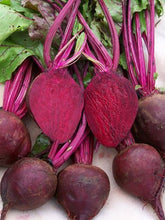 Load image into Gallery viewer, Beets, Detroit Red Seeds
