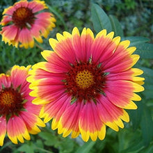 Load image into Gallery viewer, Annual Gaillardia Seeds Indian Blanket Flower -Gaillardia pulchella