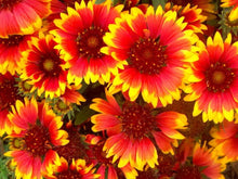 Load image into Gallery viewer, Annual Gaillardia Seeds Indian Blanket Flower -Gaillardia pulchella