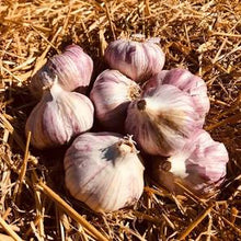 Load image into Gallery viewer, XXX SOLD OUT RED GRAIN HARDNECK PLANTING GARLIC