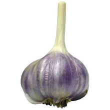 Load image into Gallery viewer, xx SOLD OUT PURPLE GLAZER HARDNECK PLANTING GARLIC