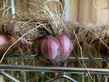 Load image into Gallery viewer, xx SOLD OUT PURPLE GLAZER HARDNECK PLANTING GARLIC