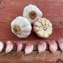 Load image into Gallery viewer, XXX SOLD OUT RED GRAIN HARDNECK PLANTING GARLIC