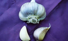 Load image into Gallery viewer, xx SOLD OUT PURPLE GLAZER HARDNECK PLANTING GARLIC