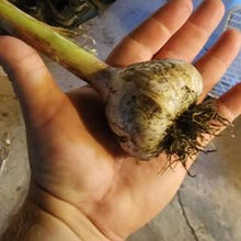 Load image into Gallery viewer, XXX SOLD OUT RED GRAIN HARDNECK PLANTING GARLIC