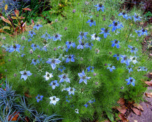 Load image into Gallery viewer, Love in a Mist Seeds