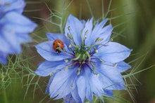 Load image into Gallery viewer, Love in a Mist Seeds