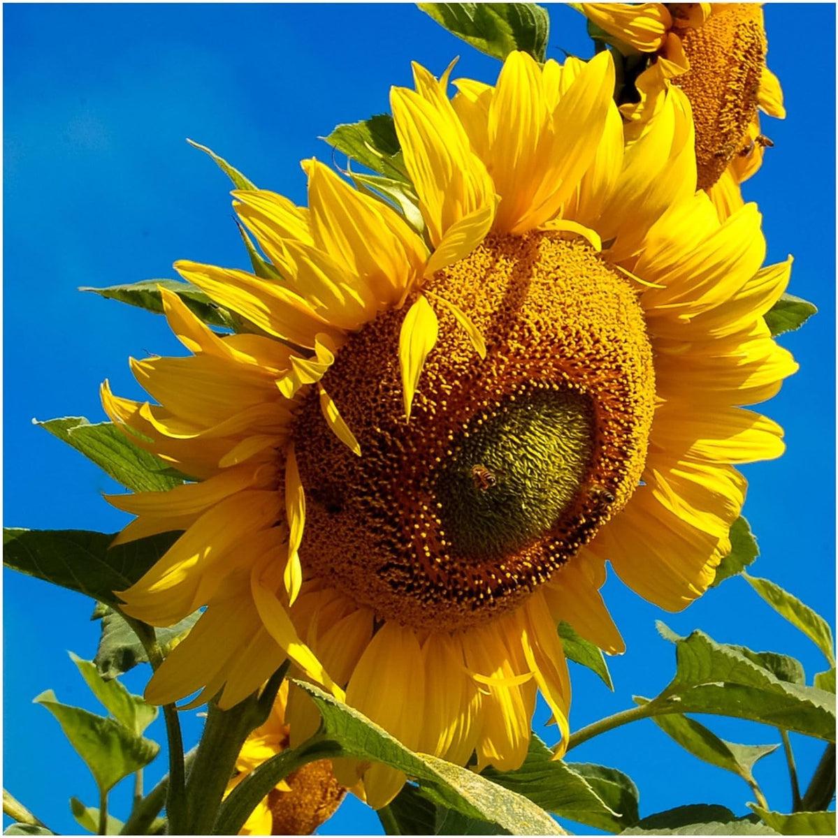 blue sunflower seeds for planting Sunflower Seeds, Mammoth Grey Stripe