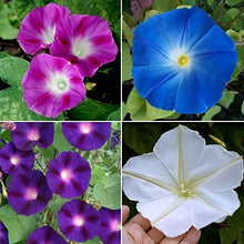 Load image into Gallery viewer, Morning Glory Mix Seeds