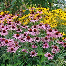 Load image into Gallery viewer, Purple Coneflower Seeds