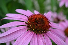 Load image into Gallery viewer, Purple Coneflower Seeds