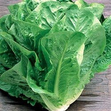 Load image into Gallery viewer, Lettuce, Romaine Seeds