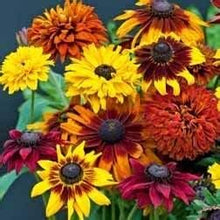 Load image into Gallery viewer, Sunflower Seeds, Sunflower Mix