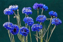 Load image into Gallery viewer, Bachelor Button, Tall Blue Seeds