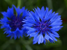 Load image into Gallery viewer, Bachelor Button, Tall Blue Seeds