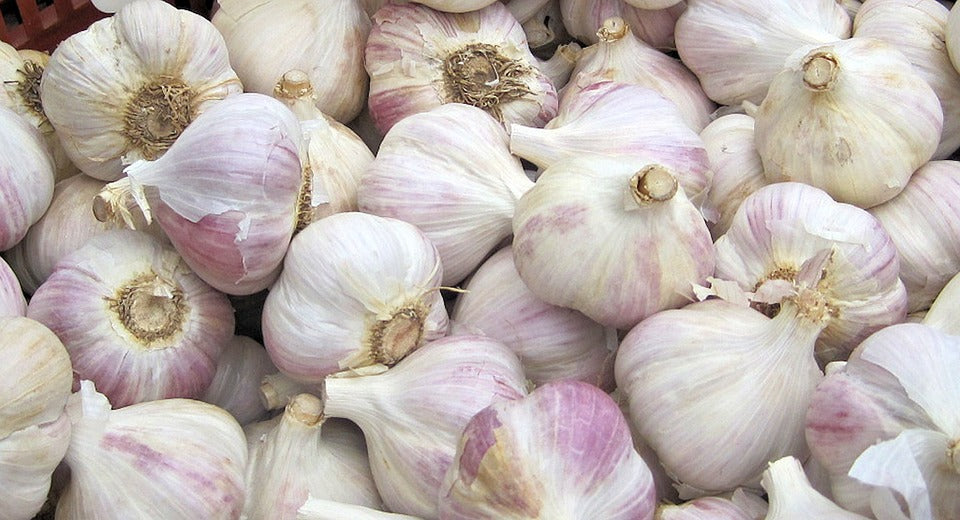 XXX SOLD OUT ROMANIAN RED HARDNECK PLANTING GARLIC