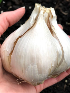xxx sold out SAMPLER OF PLANTING GARLIC