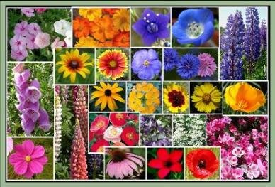 pacific northwest garden seeds Pacific North West Wildflower Seeds – Dirt Goddess Super Seeds