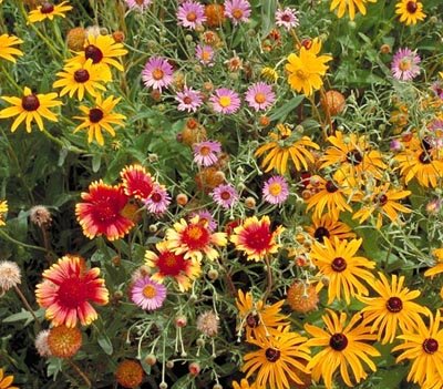 Perennial Wildflower Seeds – Dirt Goddess Super Seeds