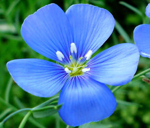 Blue Flax Seeds - Linum perenne