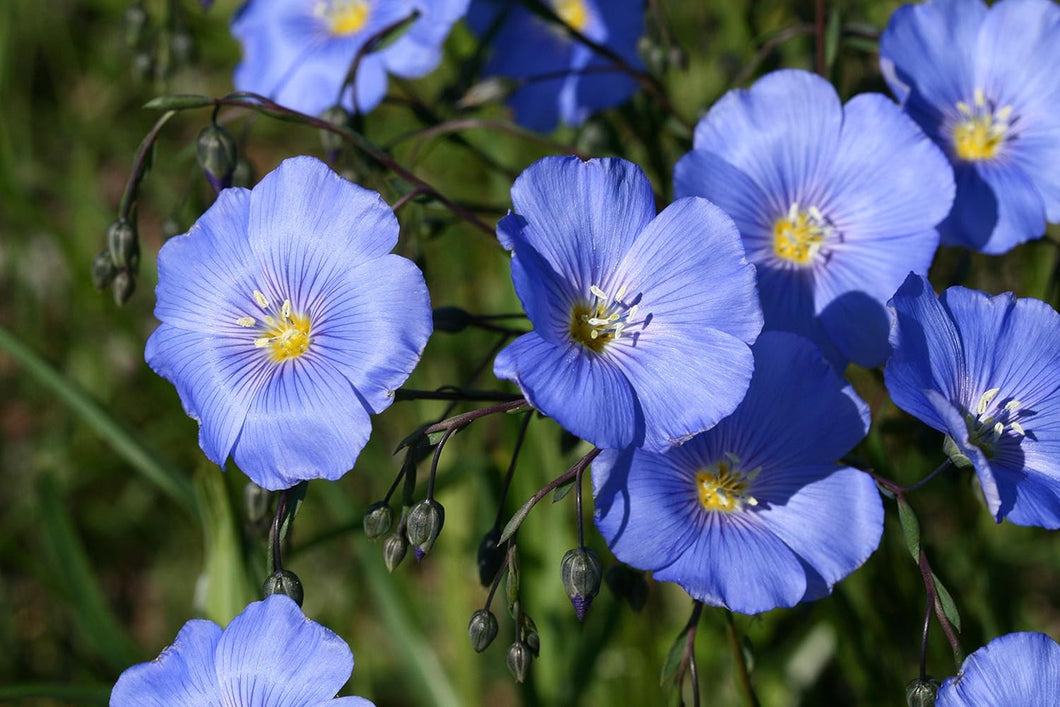 Blue Flax Seeds - Linum perenne