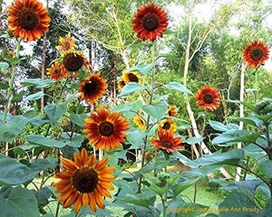 Sunflower Seeds, Autumn Beauty