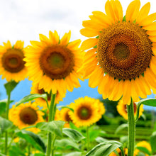 Load image into Gallery viewer, Sunflower Seeds, Black Oil
