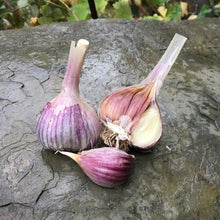 Load image into Gallery viewer, KOREAN RED HARDNECK PLANTING GARLIC
