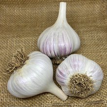Load image into Gallery viewer, KOREAN RED HARDNECK PLANTING GARLIC
