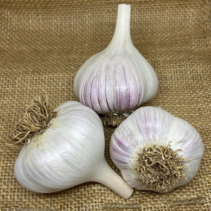 KOREAN RED HARDNECK PLANTING GARLIC