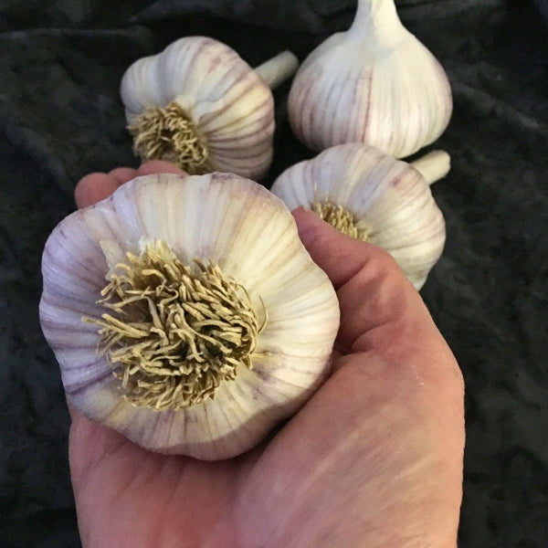 KOREAN RED HARDNECK PLANTING GARLIC