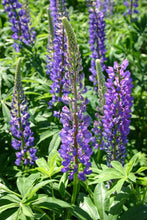 Load image into Gallery viewer, Lupine, Perennial Flower Seed
