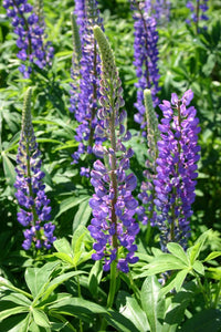 Lupine, Perennial Flower Seed