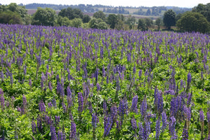 Lupine, Perennial Flower Seed