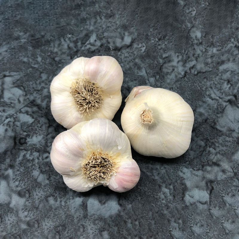 ALBERTA ROSE SOFTNECK PLANTING GARLIC
