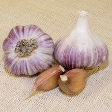 Load image into Gallery viewer, xxx SOLD OUT RUSSIAN RED HARDNECK CULINARY GARLIC
