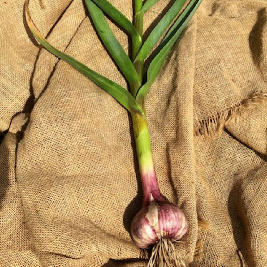 SUBTERRANEAN ROSE HARDNECK PLANTING GARLIC