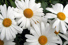 Load image into Gallery viewer, Daisy, Shasta Wildflower Seeds

