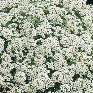 Alyssum, Carpet of Snow