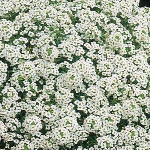 Alyssum, Carpet of Snow
