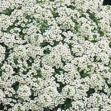 Load image into Gallery viewer, Alyssum, Carpet of Snow
