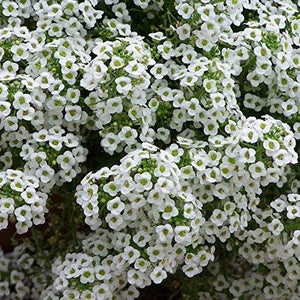 Alyssum, Tall White