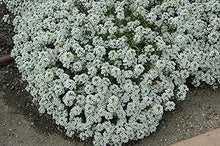 Load image into Gallery viewer, Alyssum, Tall White
