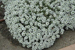 Alyssum, Tall White