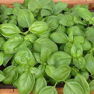 Basil Seeds
